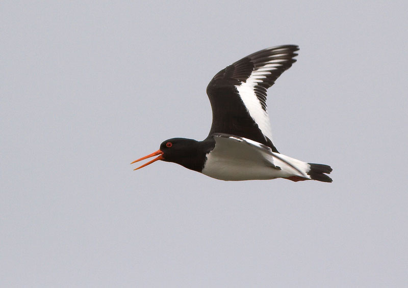 Meriharakka, Oystercatcher (Haematopus ostralegus)