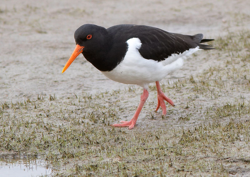 Meriharakka, Oystercatcher (Haematopus ostralegus)