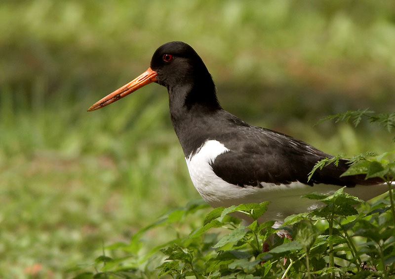 Meriharakka, Oystercatcher (Haematopus ostralegus)