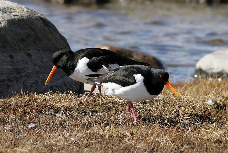 Meriharakka Haematopus ostralegus