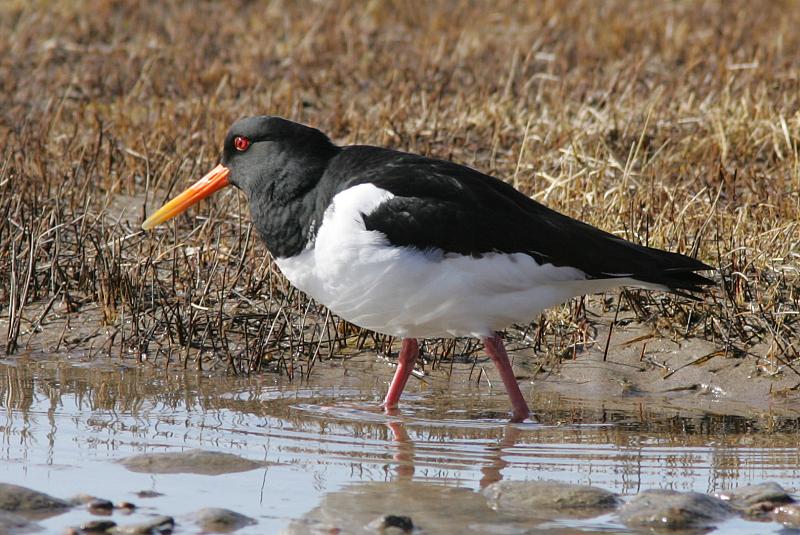 Meriharakka, Oystercatcher (Haematopus ostralegus)