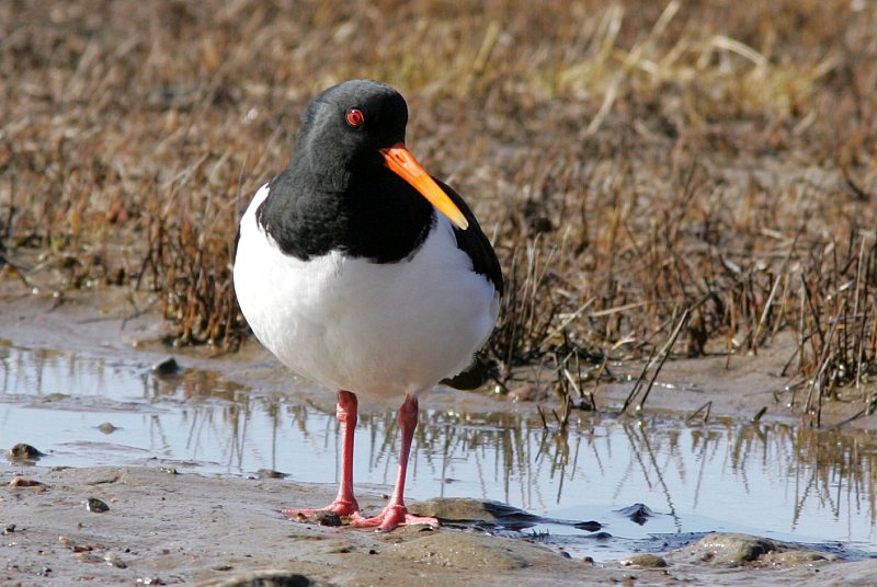 Meriharakka, Oystercatcher (Haematopus ostralegus)
