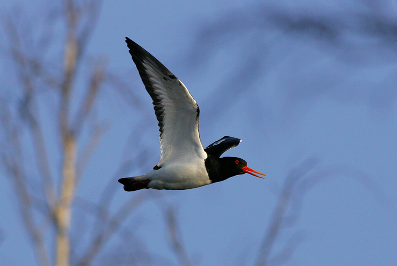 Meriharakka, Oystercatcher (Haematopus ostralegus)