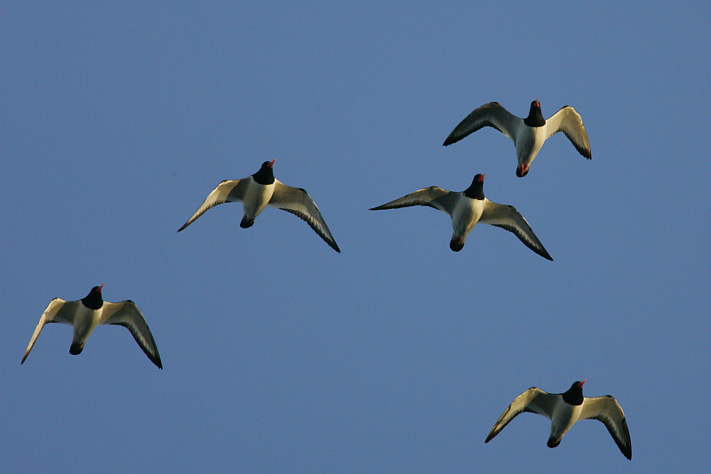 Meriharakka, Oystercatcher (Haematopus ostralegus)
