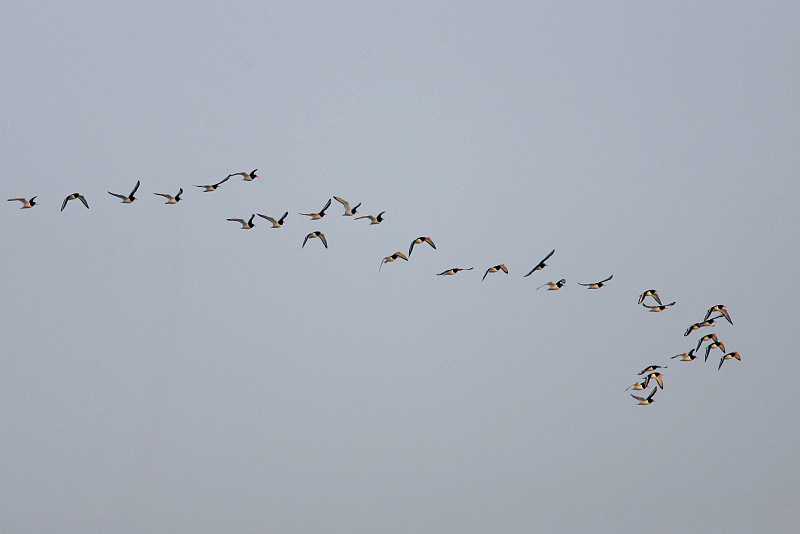 Meriharakka, Oystercatcher (Haematopus ostralegus)
