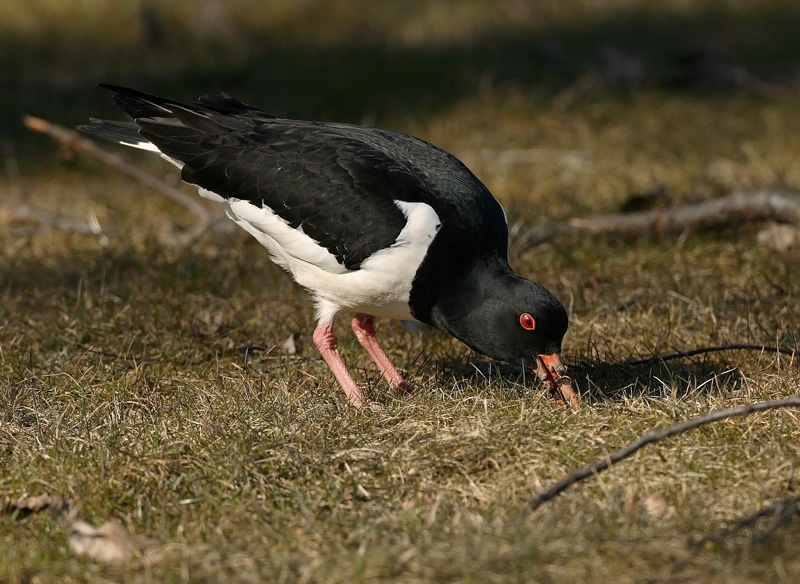 Meriharakka, Oystercatcher (Haematopus ostralegus)
