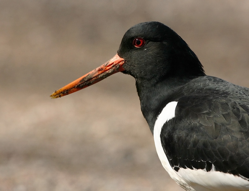 Meriharakka, Oystercatcher (Haematopus ostralegus)