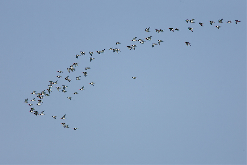 Meriharakka, Oystercatcher (Haematopus ostralegus)