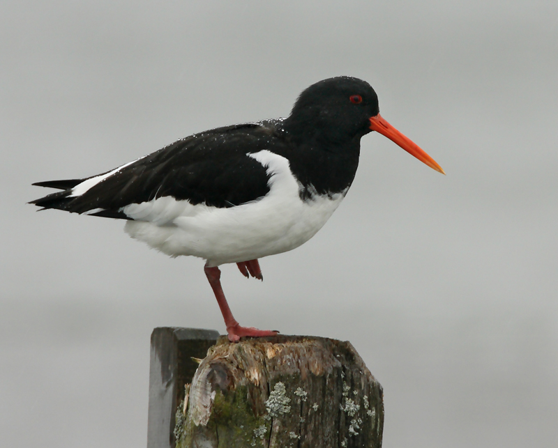 Meriharakka, Oystercatcher (Haematopus ostralegus)
