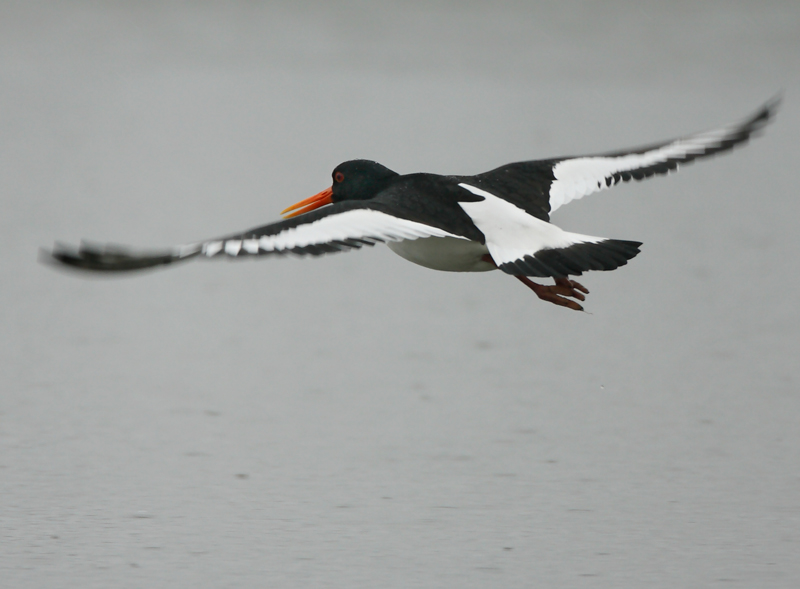 Meriharakka, Oystercatcher (Haematopus ostralegus)