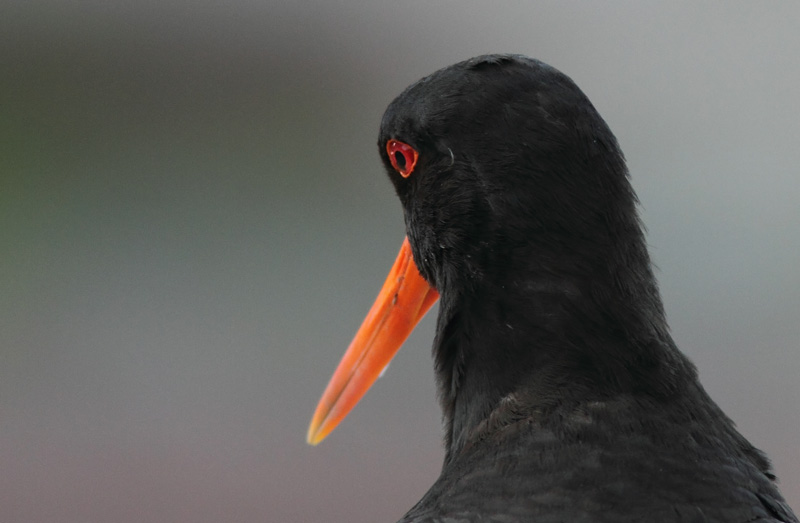 Meriharakka, Oystercatcher (Haematopus ostralegus)