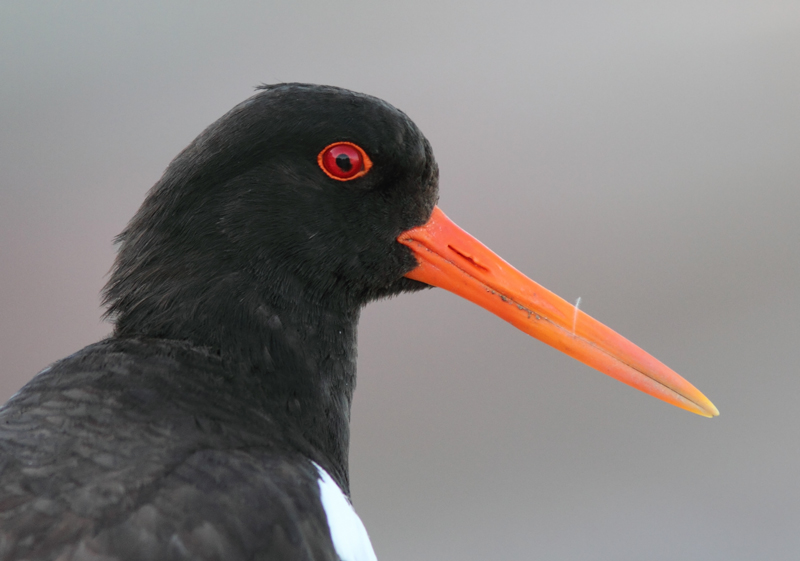 Meriharakka, Oystercatcher (Haematopus ostralegus)