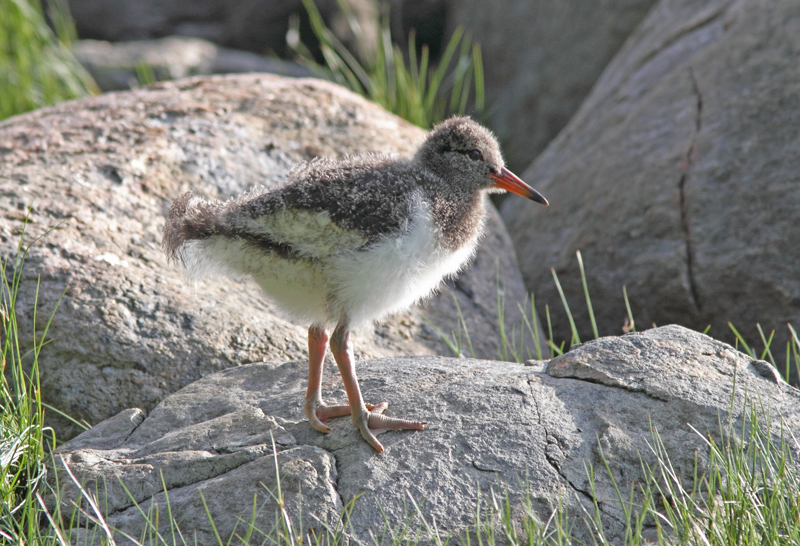 Meriharakka, Oystercatcher (Haematopus ostralegus)