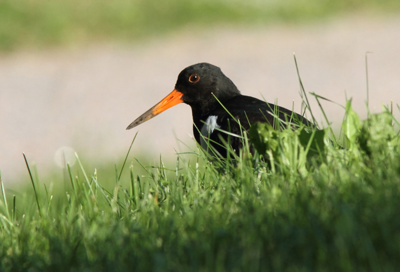 Meriharakka, Oystercatcher (Haematopus ostralegus)