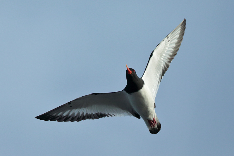 Meriharakka, Oystercatcher (Haematopus ostralegus)