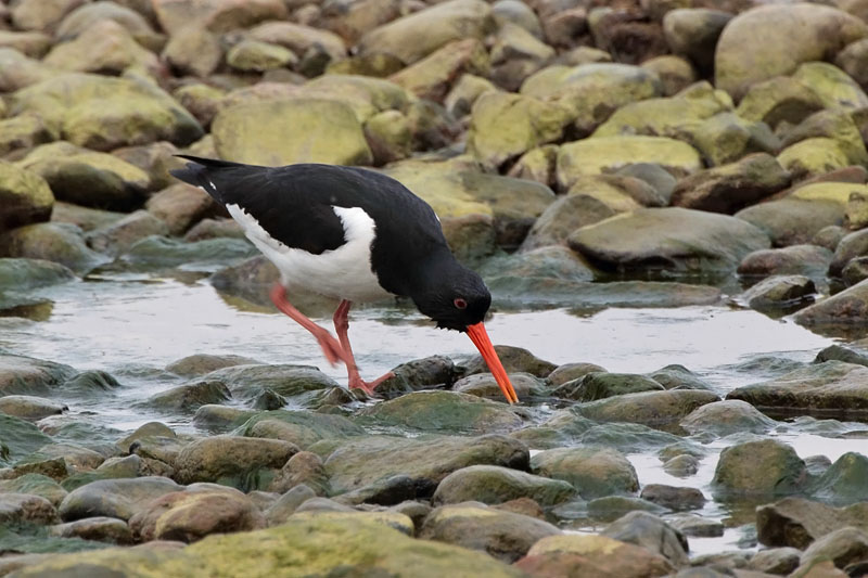 Meriharakka, Oystercatcher (Haematopus ostralegus)