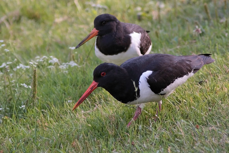 Meriharakka, Oystercatcher (Haematopus ostralegus)