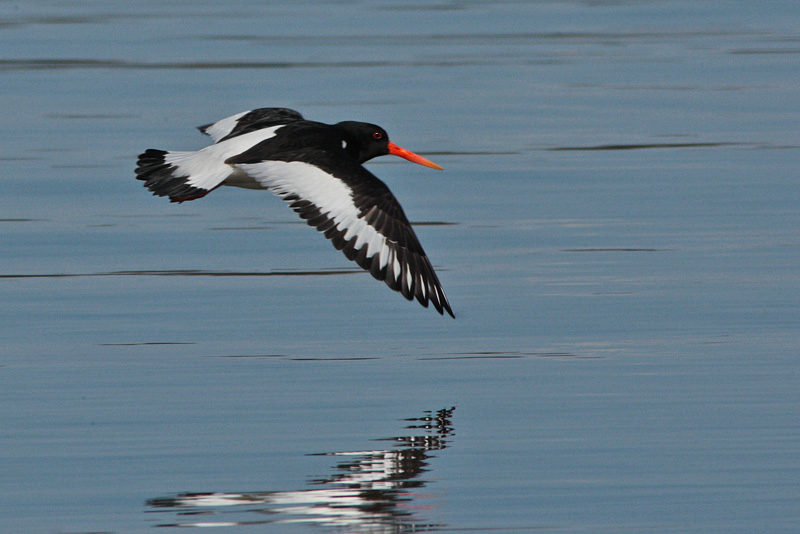 Meriharakka, Oystercatcher (Haematopus ostralegus)