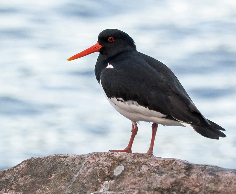 Meriharakka, Oystercatcher (Haematopus ostralegus)
