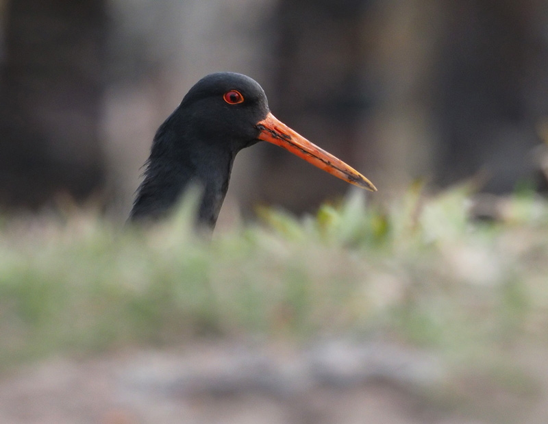 Meriharakka, Oystercatcher (Haematopus ostralegus)