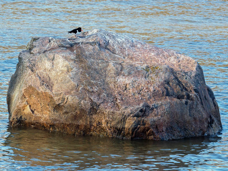 Meriharakka, Oystercatcher (Haematopus ostralegus)