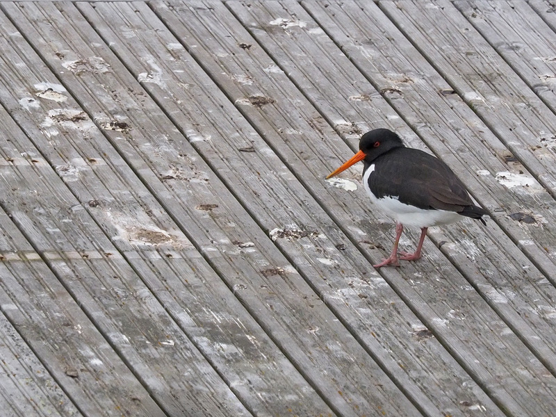 Meriharakka, Oystercatcher (Haematopus ostralegus)