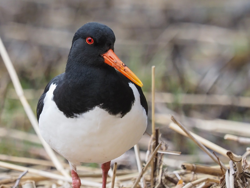 Meriharakka, Oystercatcher (Haematopus ostralegus)