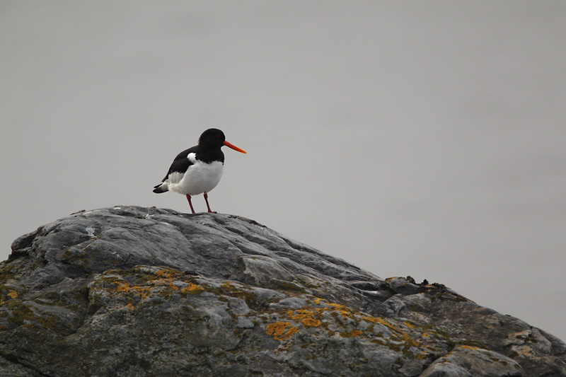 Meriharakka, Oystercatcher (Haematopus ostralegus)