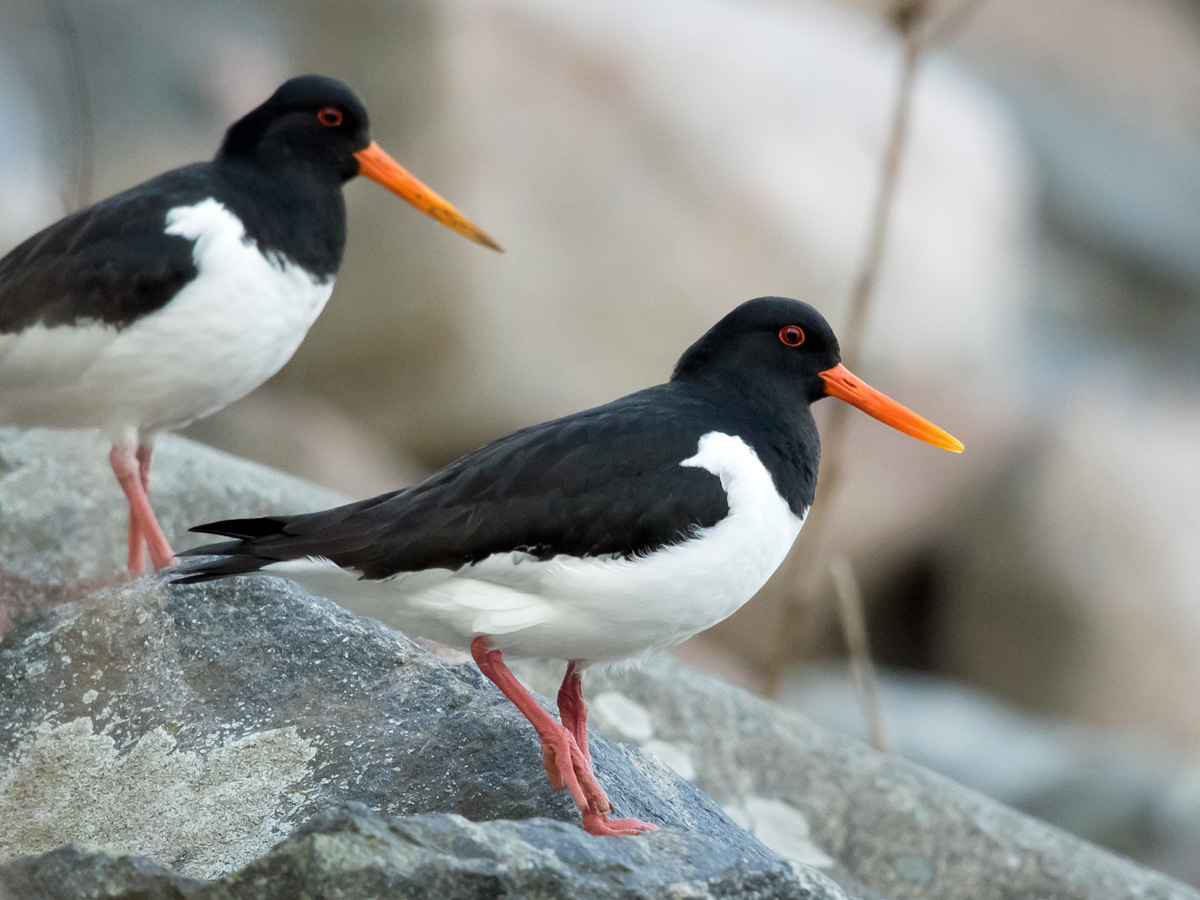 Meriharakka, Oystercatcher (Haematopus ostralegus)