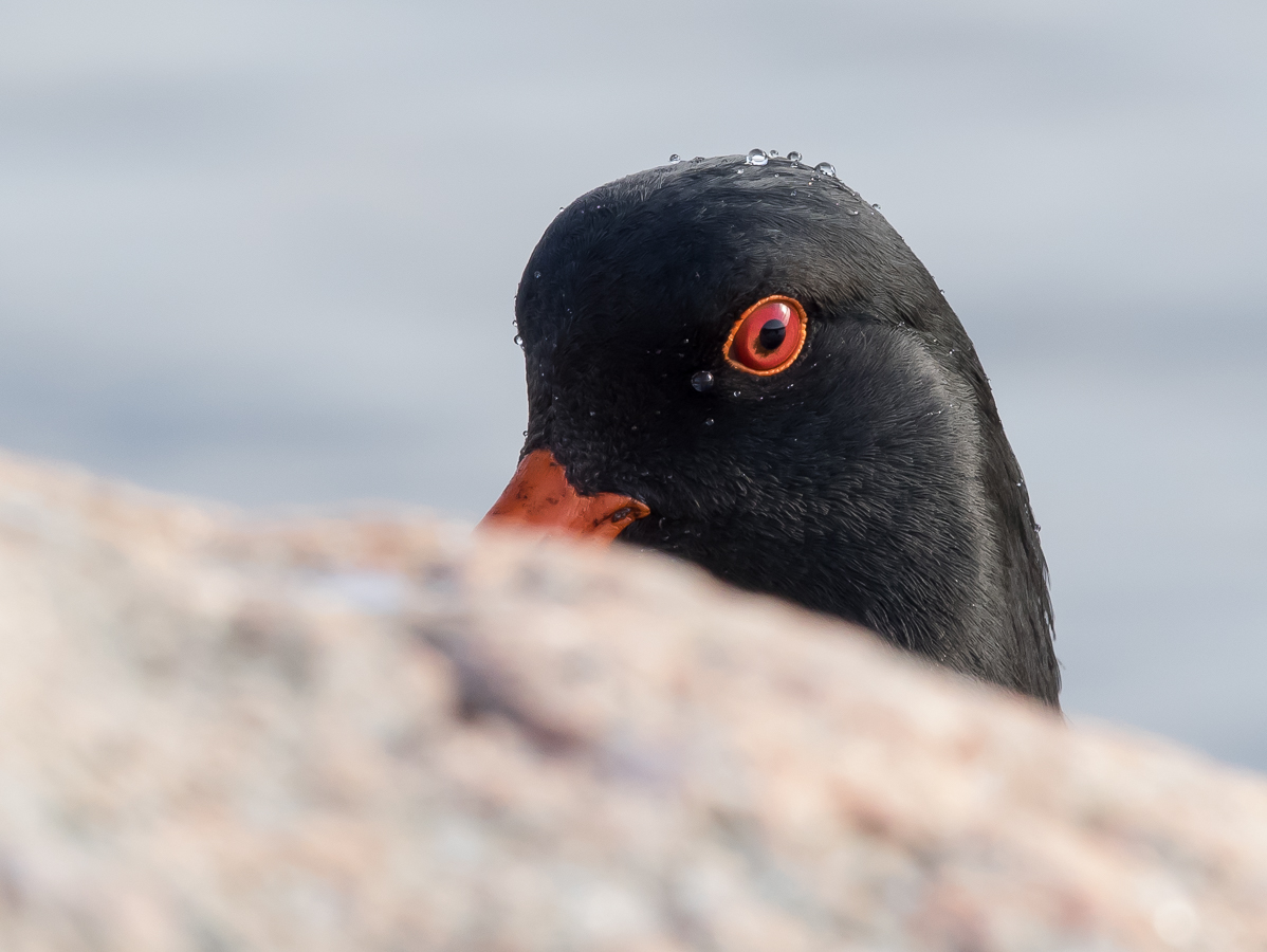 Meriharakka, Oystercatcher (Haematopus ostralegus)