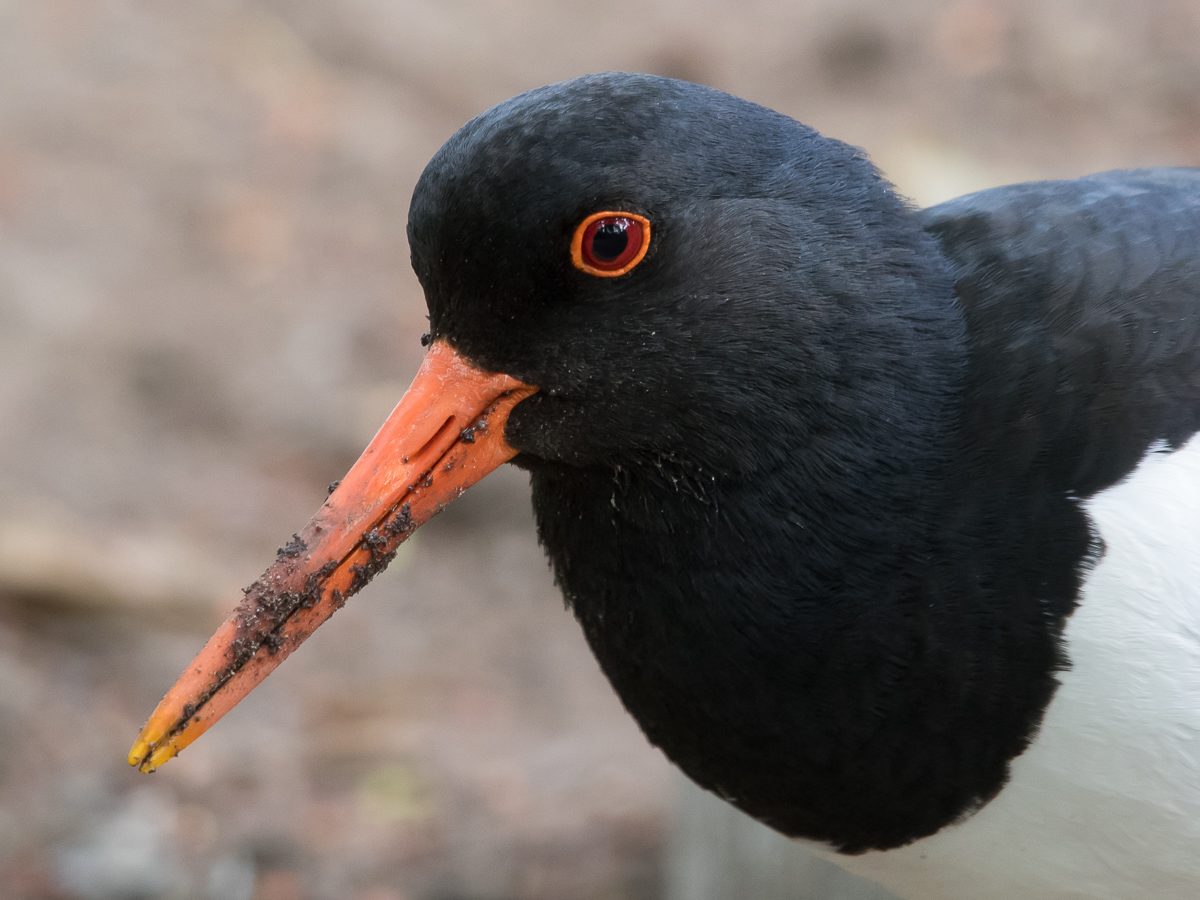 Meriharakka, Oystercatcher (Haematopus ostralegus)