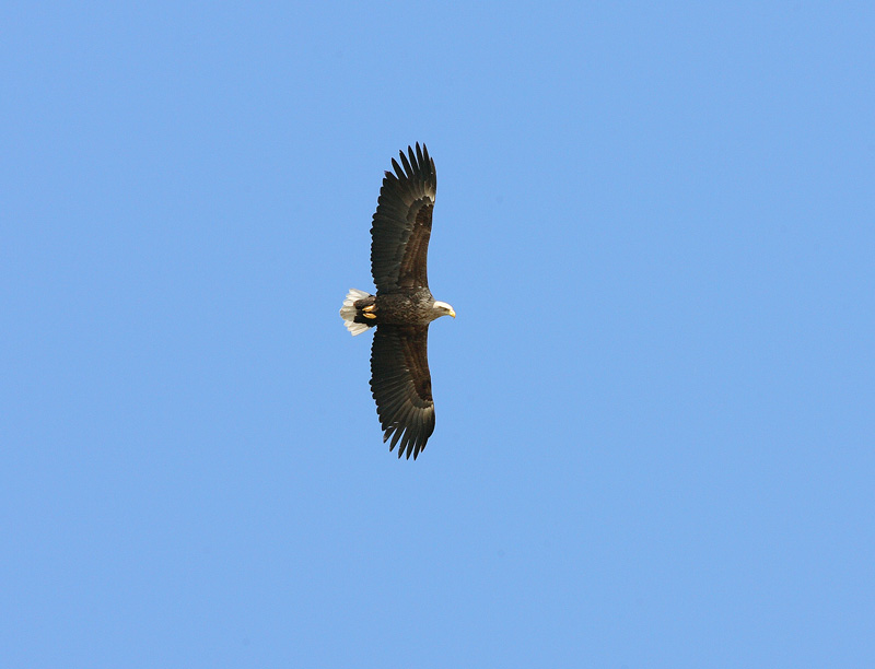 Merikotka (Haliaetus albicilla)