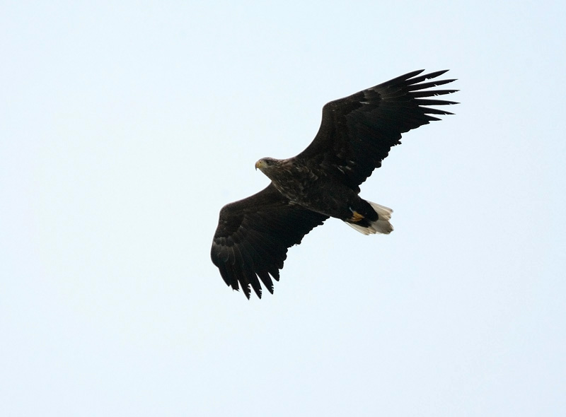 Merikotka White-tailed Sea Eagle (Haliaetus albicilla)