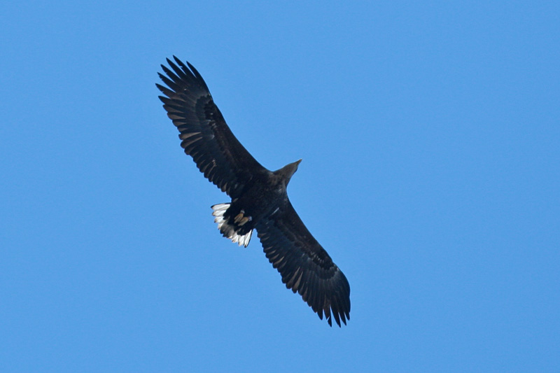 Merikotka White-tailed Sea Eagle (Haliaetus albicilla)