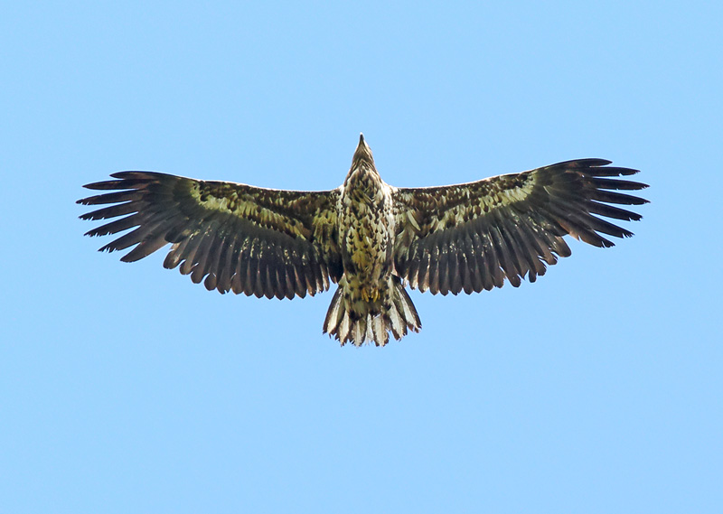 Merikotka White-tailed Sea Eagle (Haliaetus albicilla)