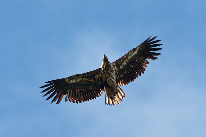 Merikotka White-tailed Sea Eagle (Haliaetus albicilla)