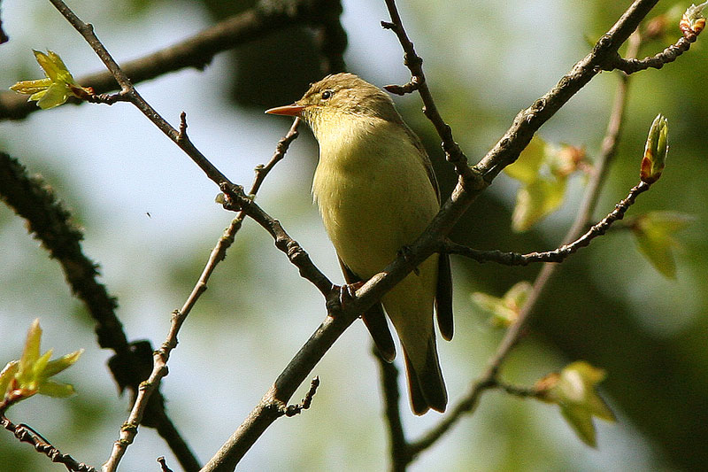 Kultarinta