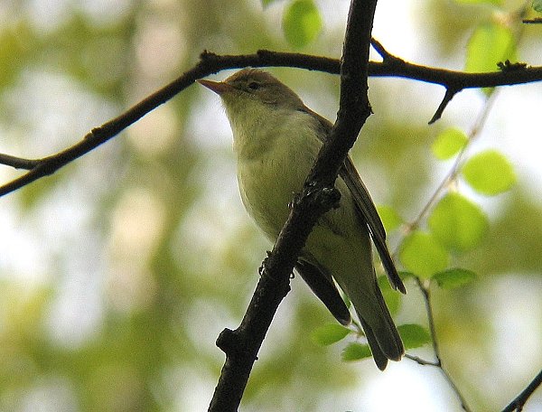 Kultarinta