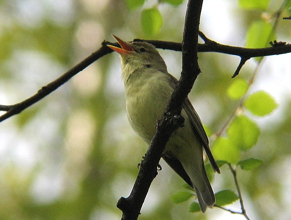 Kultarinta