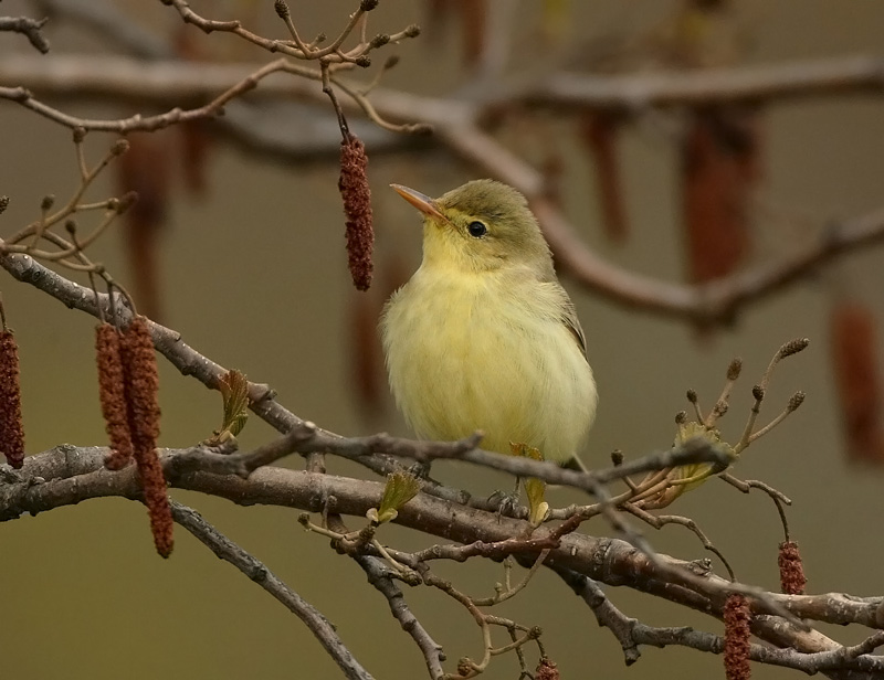Kultarinta Hippolais icterina