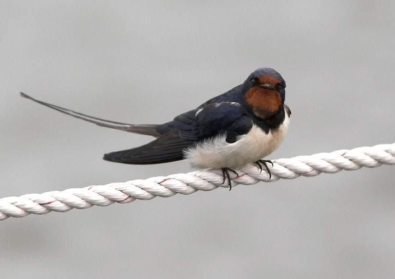 Haarap��sky Hirundo rustica