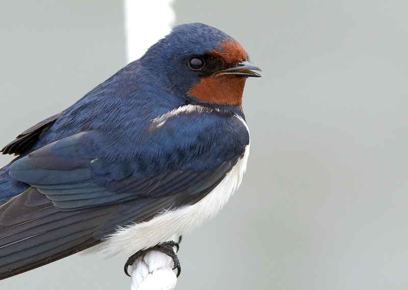 Haarap��sky Hirundo rustica