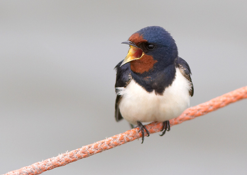 Haarap��sky Hirundo rustica