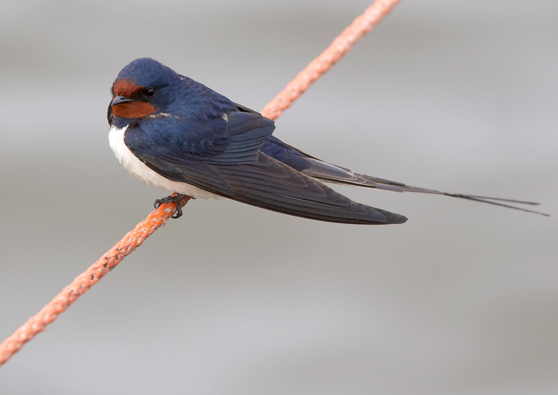 Haarap��sky Hirundo rustica