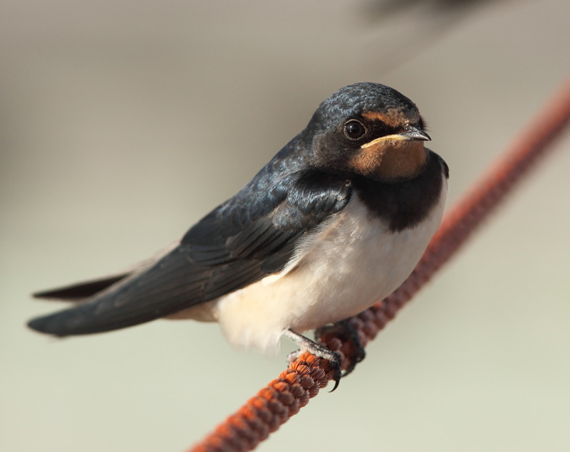 Haarap��sky Hirundo rustica