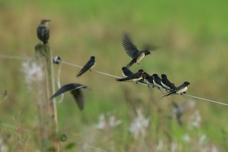 Haarap��sky Hirundo rustica
