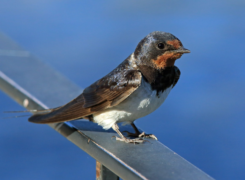 Haarap��sky Barn Swallow (Hirundo rustica)