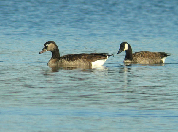 Hybridihanhi
