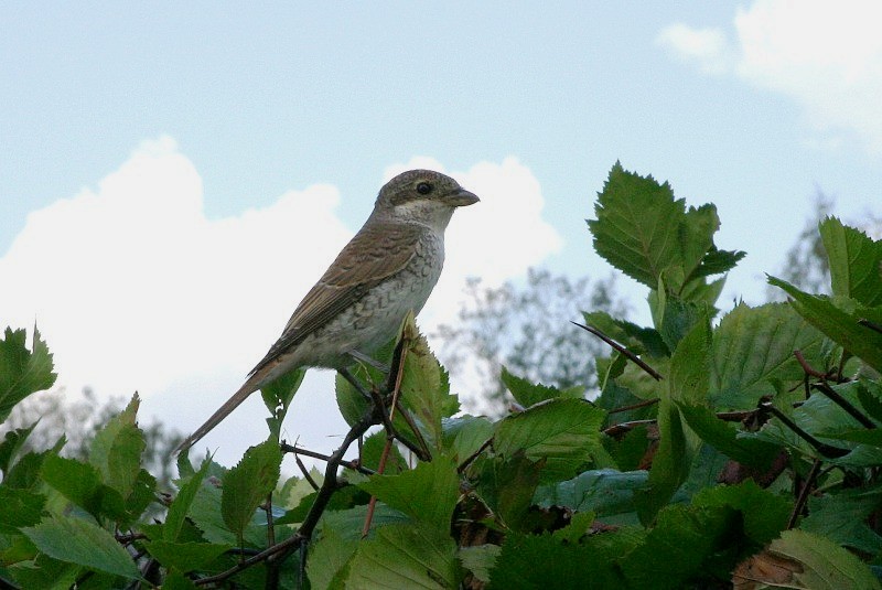 Pikkulepink�inen