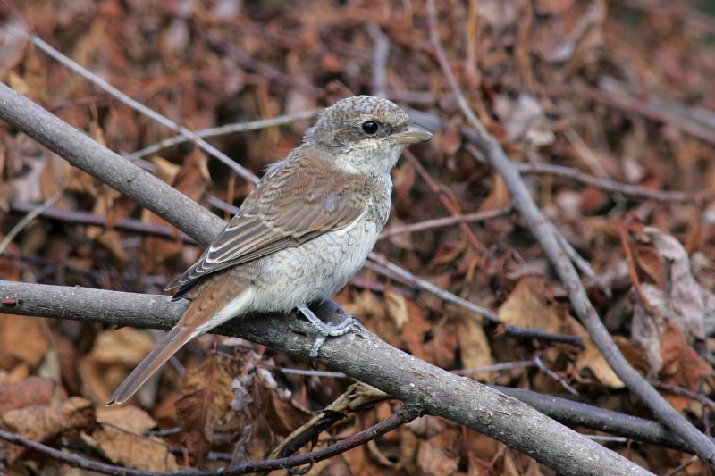 Pikkulepink�inen Lanius collurio